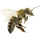 Western Honey Bee note image