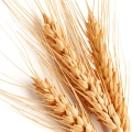 Wheat note image