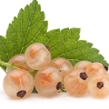 White Currant note image