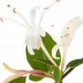 White Honeysuckle