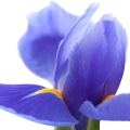 White Iris