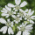 White Lace Flower note image