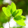 White Meranti note image