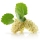 White Mulberry note image