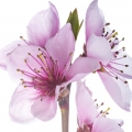 White Peach Blossom