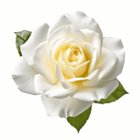 White Rose