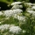 Wild carrot note image