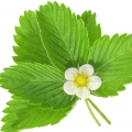 Wild Strawberry Leaf