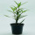 Willow-Leaved note image