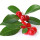 Wintergreen note image