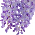 Wisteria Petals