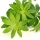 Woodruff or Galium Odoratum note image