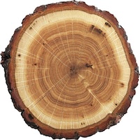 Woodsy Notes