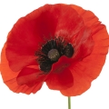 Yellow Poppy