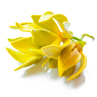 Ylang-Ylang