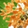 Yunnan Osmanthus note image
