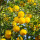 Yuzu Flower note image