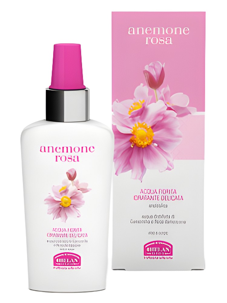 Anemone Rosa