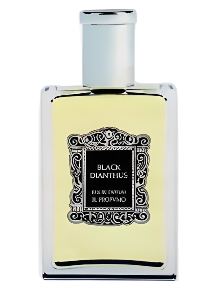 Black Dianthus