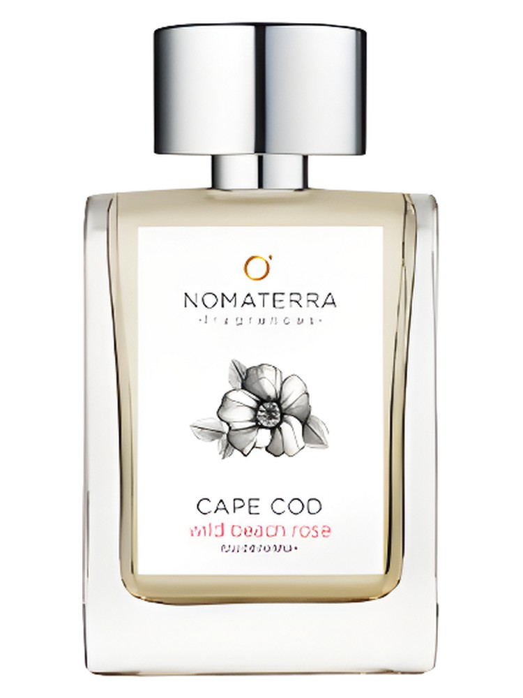 Cape Cod Wild Beach Rose