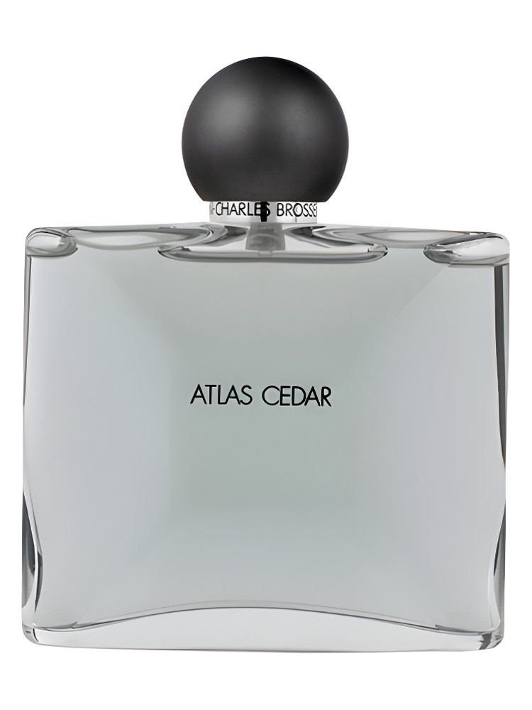 Collection Homme/Atlas Cedar