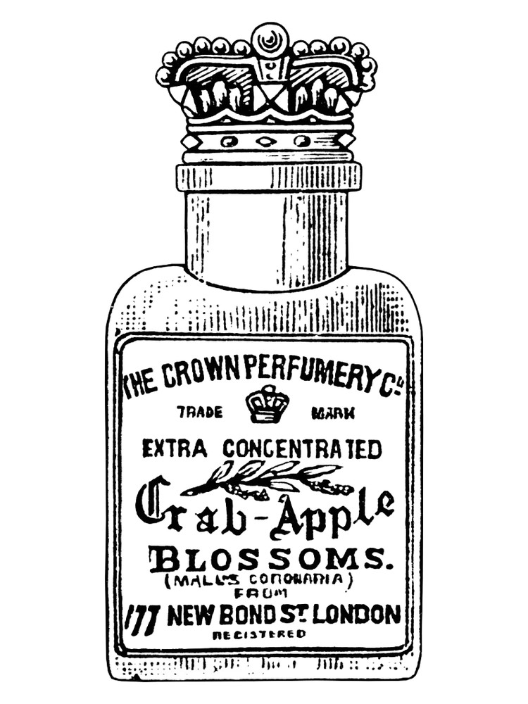 Crab Apple Blossoms