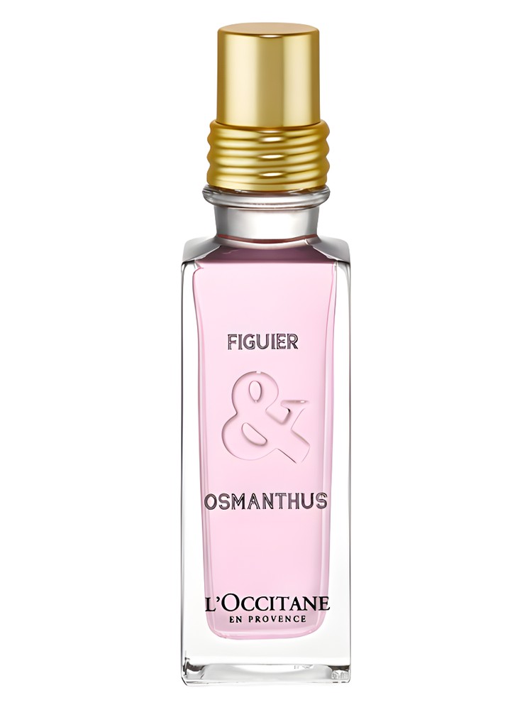 Figuier & Osmanthus
