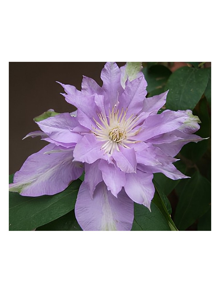 Fleur De Lilac