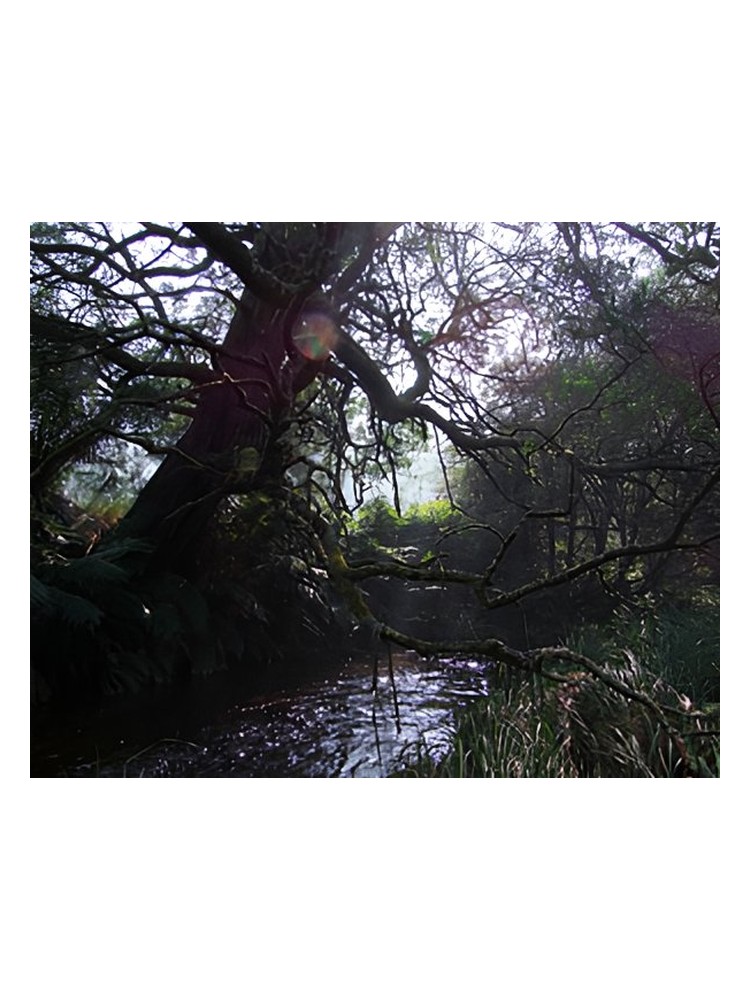 Naiad