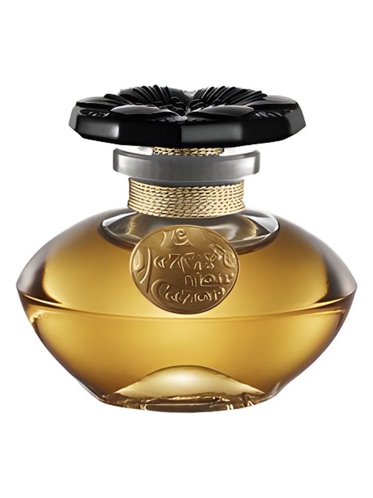 Narcisse Noir