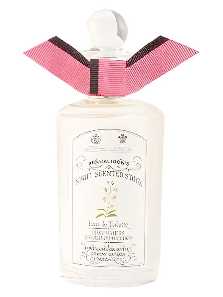 Night Scented Stock