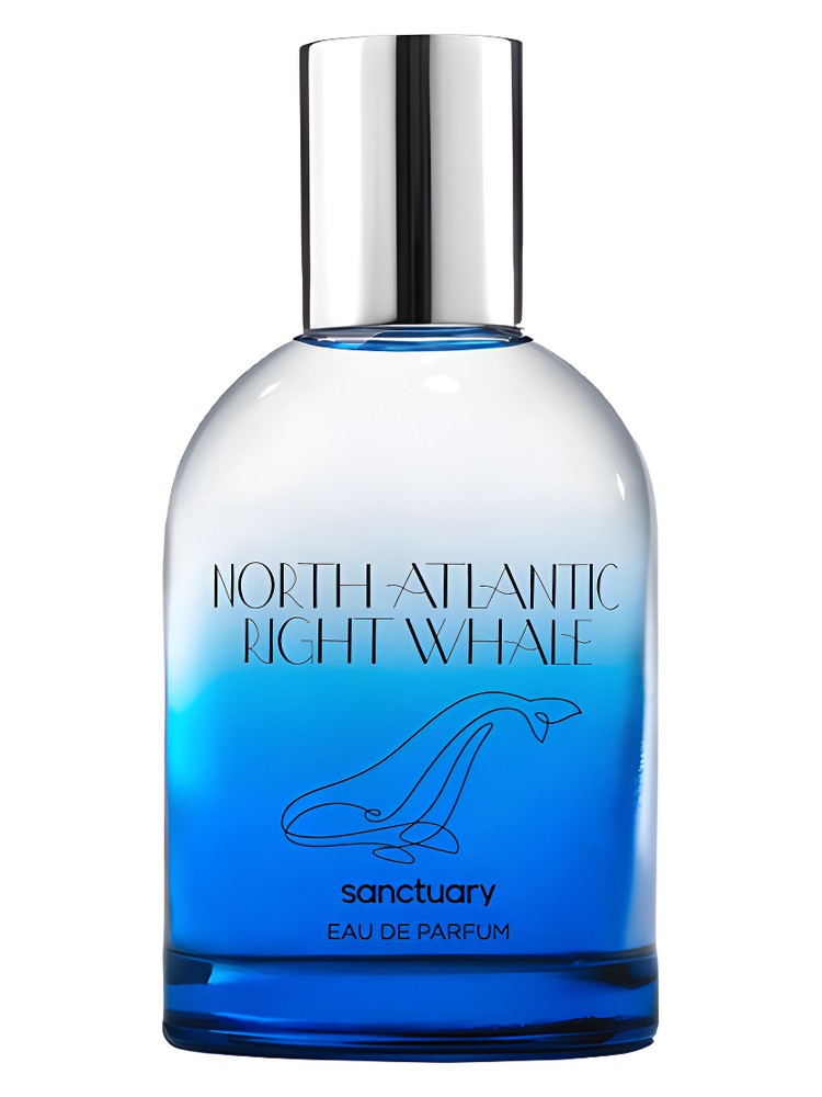 North Atlantic Right Whale