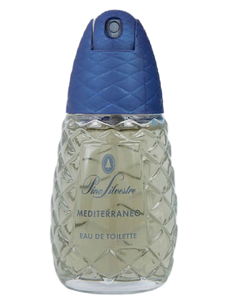 Pino Silvestre Mediterraneo