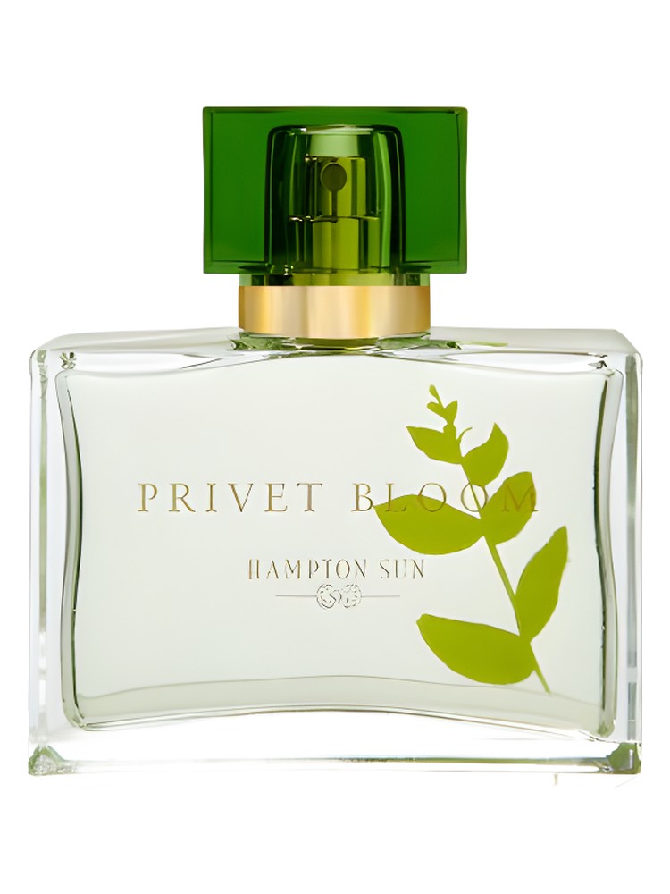 Privet Bloom