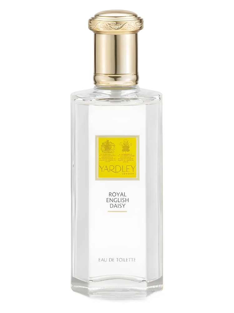 Royal English Daisy