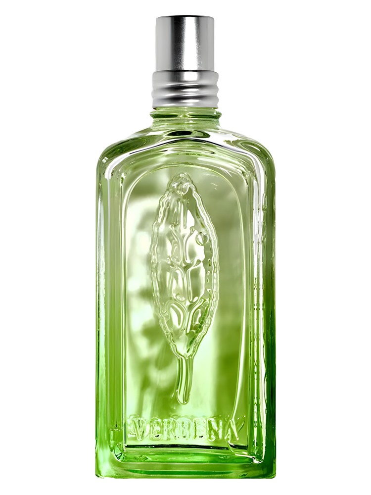 Verveine Cactus